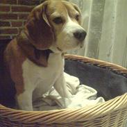 Beagle Tayson