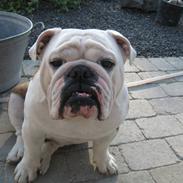 Engelsk bulldog valder