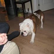 Engelsk bulldog valder