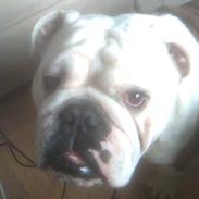 Engelsk bulldog valder