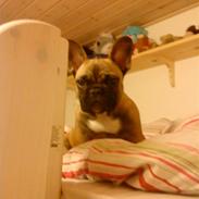 Fransk bulldog Wilma 