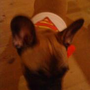 Fransk bulldog Wilma 