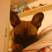 Fransk bulldog Wilma 