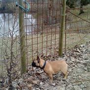 Fransk bulldog Wilma 