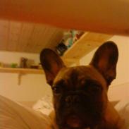 Fransk bulldog Wilma 
