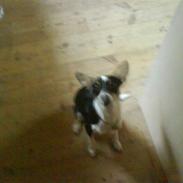 Blanding af racer Gizmo