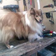 Shetland sheepdog *.Lassie.*