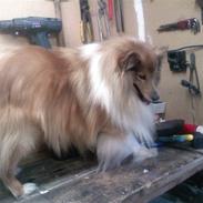 Shetland sheepdog *.Lassie.*