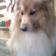 Shetland sheepdog *.Lassie.*