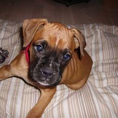 Boxer NEA