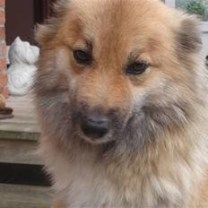 Islandsk fårehund Binnie