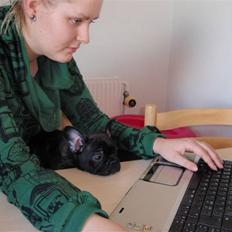 Fransk bulldog Tyson