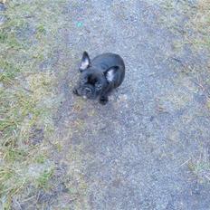 Fransk bulldog Tyson