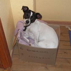 Jack russell terrier Kvik