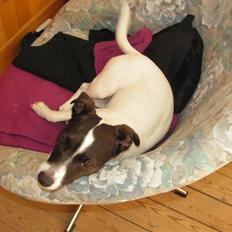 Jack russell terrier Kvik