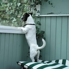 Jack russell terrier Kvik