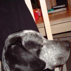 Blanding af racer Balou - Rip ????