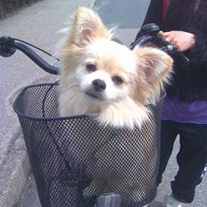 Blanding af racer Coco <3 | i<3'u |Min Skat