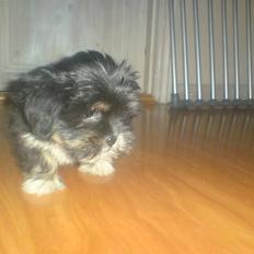 Lhasa apso Mille