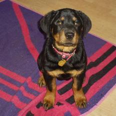 Rottweiler Ziva aka "pølse"