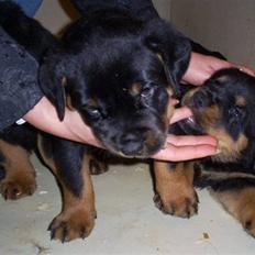 Rottweiler Ziva aka "pølse"