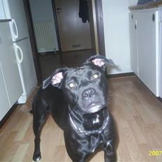 Amerikansk staffordshire terrier Amy