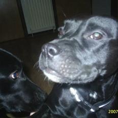 Amerikansk staffordshire terrier Amy