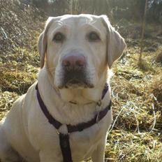 Labrador retriever Fie