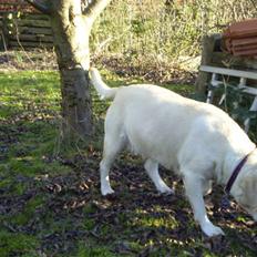 Labrador retriever Fie