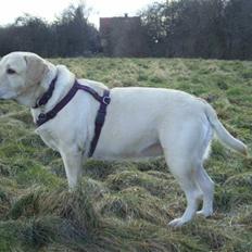 Labrador retriever Fie
