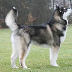 Alaskan malamute kiano