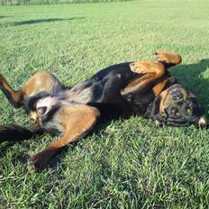 Rottweiler Berta