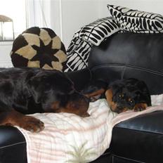 Rottweiler Berta
