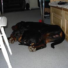 Rottweiler Berta