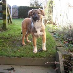 Blanding af racer Coda