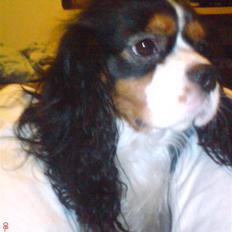 Cavalier king charles spaniel Zico *hos min far*
