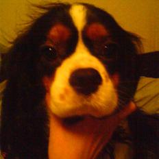 Cavalier king charles spaniel Zico *hos min far*
