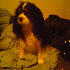 Cavalier king charles spaniel Zico *hos min far*