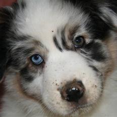 Australian shepherd Kelly