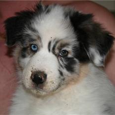 Australian shepherd Kelly