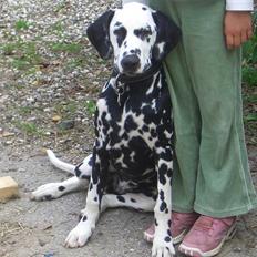 Dalmatiner Allivalit Carmen