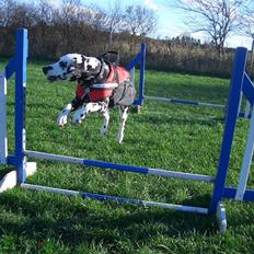 Dalmatiner Allivalit Carmen