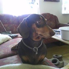 Gravhund Løvehjerte Peggy sue