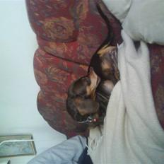 Gravhund Løvehjerte Peggy sue