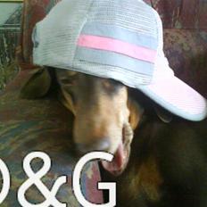 Gravhund Løvehjerte Peggy sue