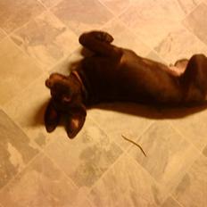 Blanding af racer bamse