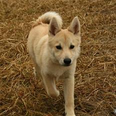 Norsk buhund Akita *Himmel hund*