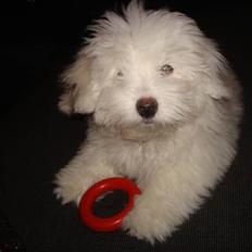 Coton de tulear Malou