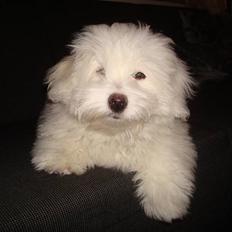 Coton de tulear Malou