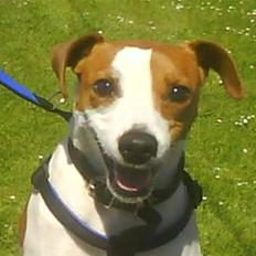 Dansk svensk gaardhund Nox